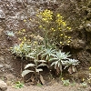 Plants: image 80 Of 86 Thumb